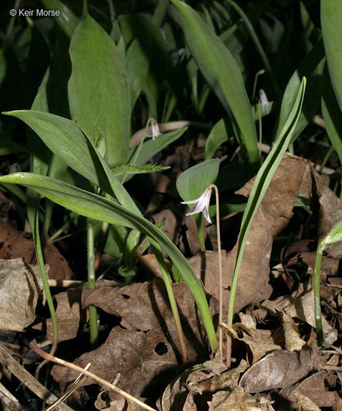 Image of Minnesota fawnlily