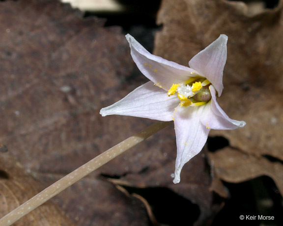 Image of Minnesota fawnlily