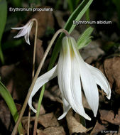 Image of Minnesota fawnlily