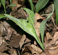 Image of Minnesota fawnlily