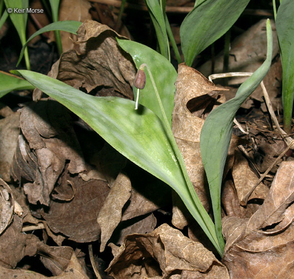 Image of Minnesota fawnlily