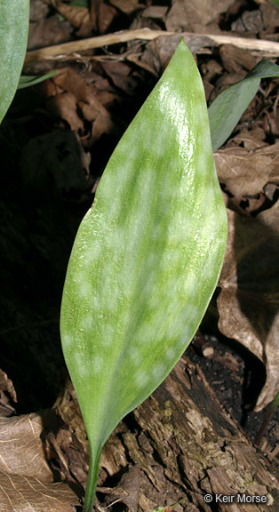 Image of Minnesota fawnlily