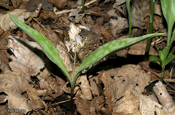 Image of Minnesota fawnlily