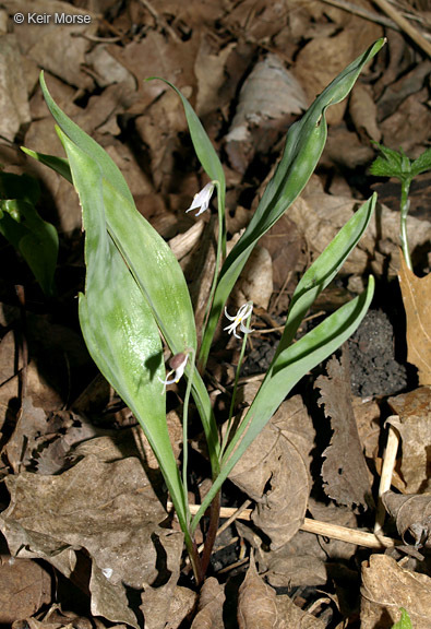 Image of Minnesota fawnlily