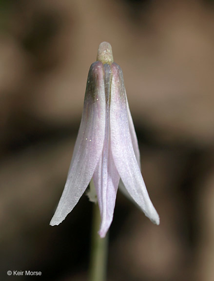 Image of Minnesota fawnlily