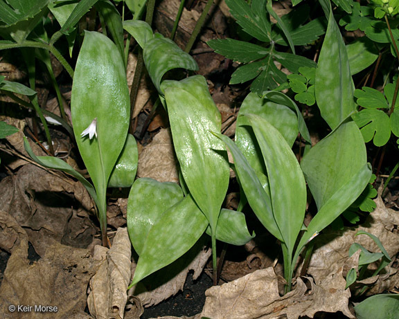 Image of Minnesota fawnlily