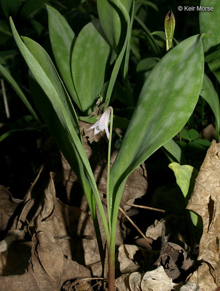 Image of Minnesota fawnlily