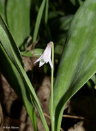 Image of Minnesota fawnlily