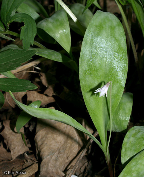 Image of Minnesota fawnlily