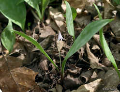 Image of Minnesota fawnlily