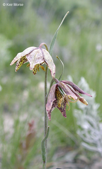 Image of spotted fritillary