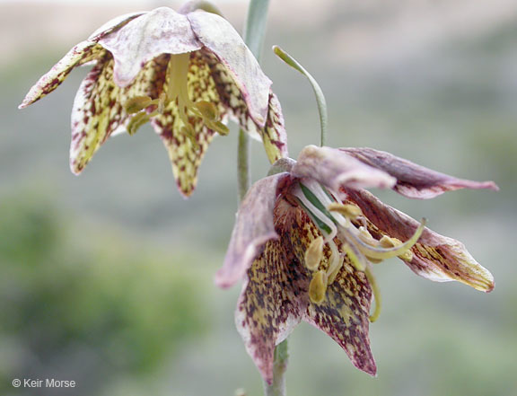 Image of spotted fritillary