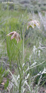 Image of spotted fritillary