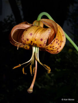 Image of Michigan lily