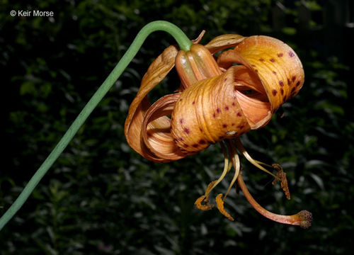 Image de Lilium michiganense Farw.