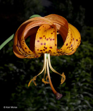 Image de Lilium michiganense Farw.