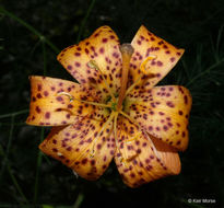 Image of Michigan lily