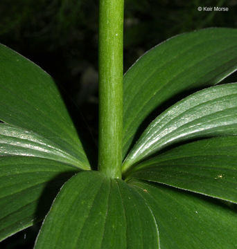 Image of Michigan lily