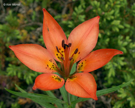 Lilium philadelphicum L. resmi