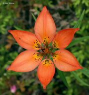 Lilium philadelphicum L. resmi