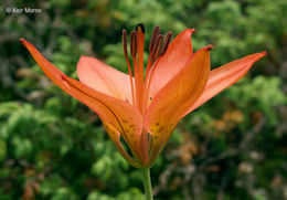 Lilium philadelphicum L. resmi