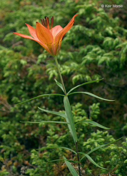 Lilium philadelphicum L. resmi