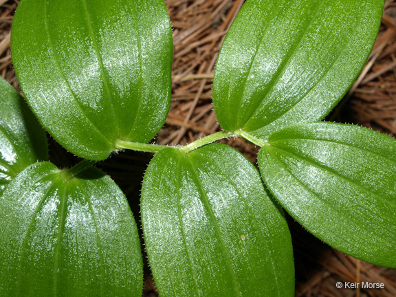 Streptopus lanceolatus (Aiton) Reveal的圖片