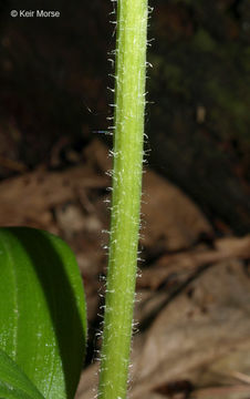 Imagem de Streptopus lanceolatus (Aiton) Reveal