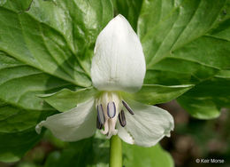 Imagem de Trillium cernuum L.