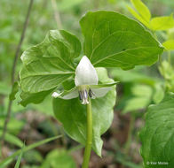 Image of Nodding Trillium