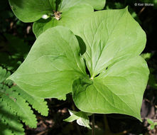 Imagem de Trillium cernuum L.