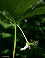 Слика од Trillium cernuum L.