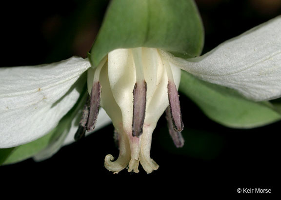 Imagem de Trillium cernuum L.