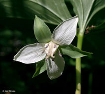 Image of Nodding Trillium