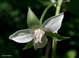 Imagem de Trillium cernuum L.