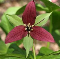 Imagem de Trillium erectum L.