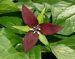 Imagem de Trillium erectum L.