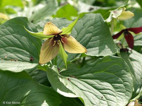 Image of red trillium