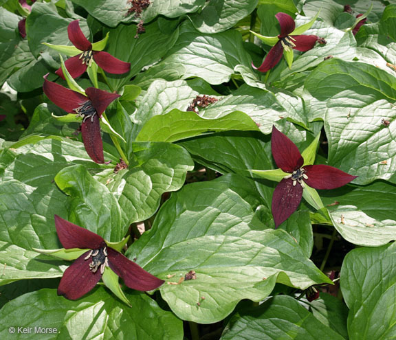 Imagem de Trillium erectum L.