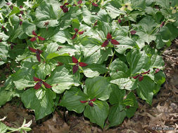 Imagem de Trillium erectum L.