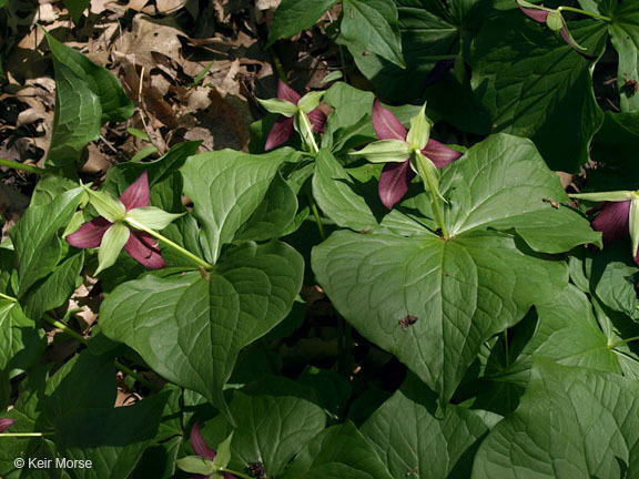 Imagem de Trillium erectum L.