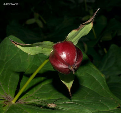 Image of red trillium