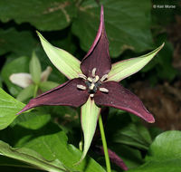 Imagem de Trillium erectum L.