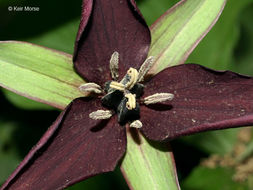 Imagem de Trillium erectum L.