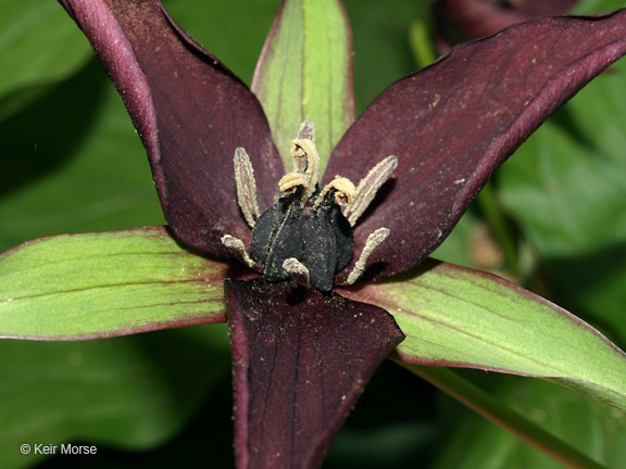 Imagem de Trillium erectum L.