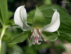 Imagem de Trillium flexipes Raf.