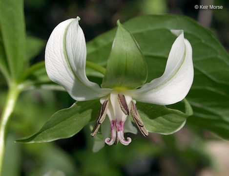 Слика од Trillium flexipes Raf.