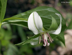 Imagem de Trillium flexipes Raf.