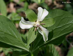 Imagem de Trillium flexipes Raf.