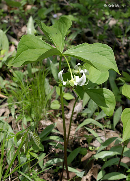 Image of nodding wakerobin